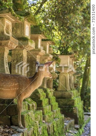 Deer at Kasuga Taisha Shrine, Nara Prefecture Deer at Kasuga Taisha Shrine, Nara Prefecture 73531400