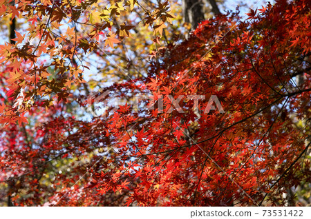 秋山山丘陵彩色楓 73531422