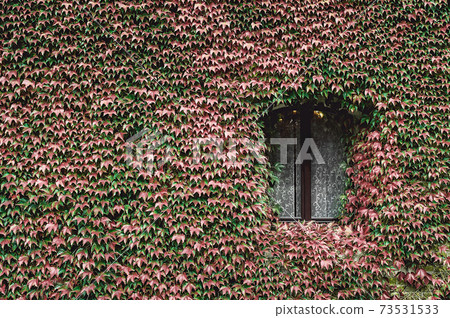 Window of an old house with wall overgrown by wild grapes 73531533