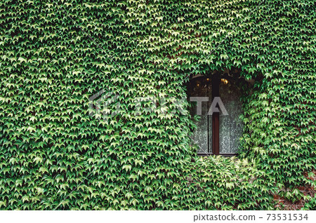 Window of an old house with wall overgrown by wild grapes 73531534