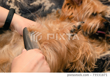 Dog care, grooming Yorkshire Terrier at the Zoo Dog care, grooming Yorkshire Terrier at the Zoo 73531871