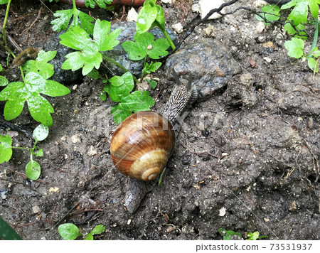 Small garden snail in shell crawling on wet road, slug hurry home Small garden snail in shell crawling on wet road, slug hurry home 73531937