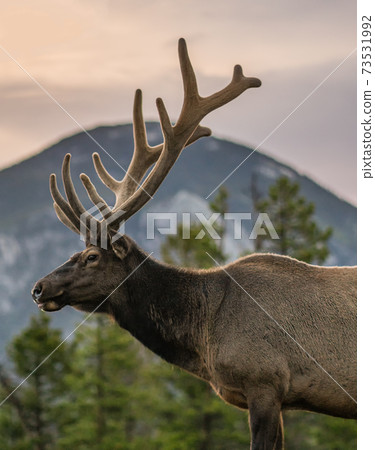 Male Mountain Elk Standing in Mountains in Sunrise 73531992