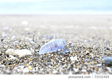Portuguese man-of-war drifting on the sandy beach of Amami Oshima Portuguese man-of-war drifting on the sandy beach of Amami Oshima 73532495