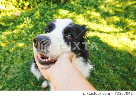 Woman hand stroking puppy dog border collie in summer garden or city park outdoor. Close up dog portrait. Owner playing with dog friend. Love for pets friendship support team concept. Woman hand stroking puppy dog border collie in summer garden or city park outdoor. Close up dog portrait. Owner playing with dog friend. Love for pets friendship support team concept. 73533048