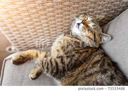 Cute little lazy tired tabby cat relaxing enjoy lying, napping and dreaming on cozy outdoor wicker armchair at backyard in warm sunset lights. Funny happy domestic pet sleeping on sofa at yard 73533486