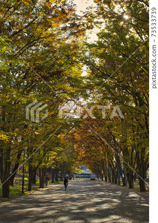 [Machida City] A row of zelkova trees in Tsuruma Park 73533739