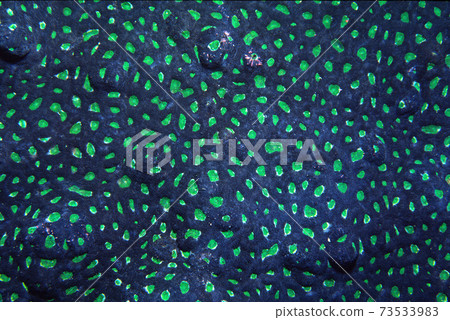 Coral up Kikumeishi graphic material 73533983