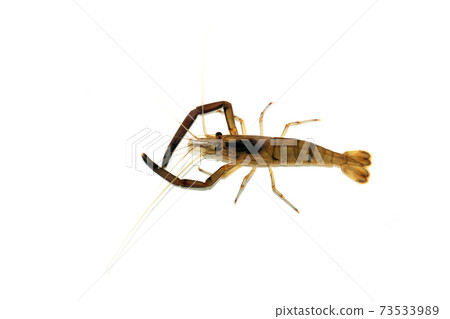 Hiratetenaga蝦白色背景 73533989