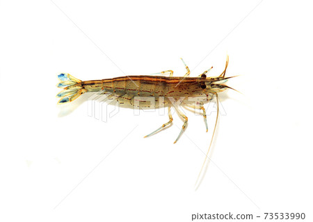 Yamatonuma shrimp white background 73533990