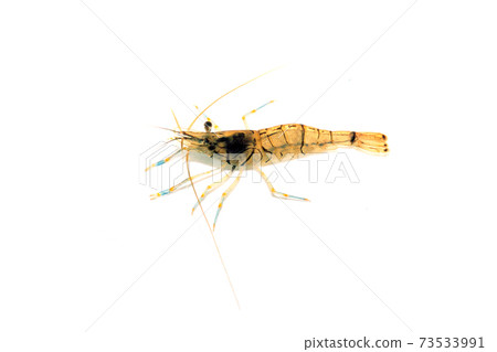 Shrimp white background 73533991