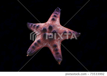 甲部海星黑色背景 73533992