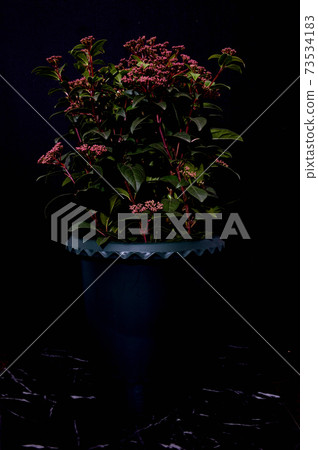 Ornamental plant Laurustinus potted plant black background Ornamental plant Laurustinus potted plant black background 73534183