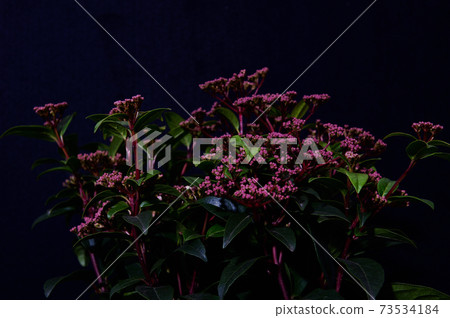 觀賞植物莢burn田納西州盆栽植物黑色背景 73534184