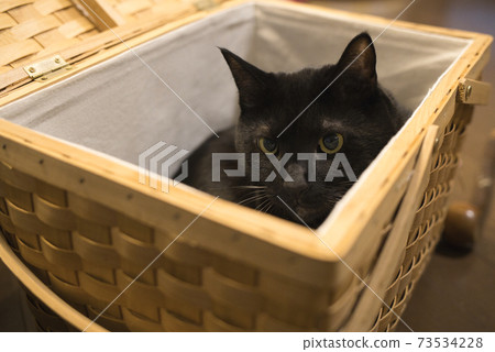 Cat in the basket Black cat 73534228