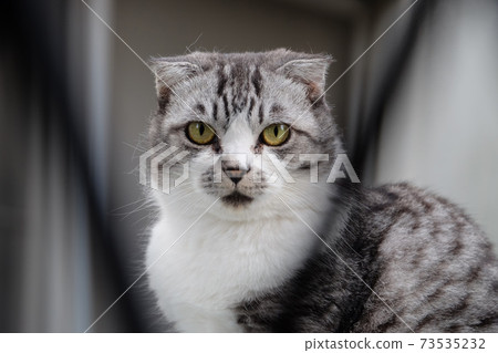 Stray cat through the window Stray cat through the window 73535232
