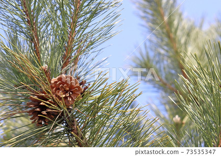 Pine cones on pine trees Pine cones on pine trees 73535347