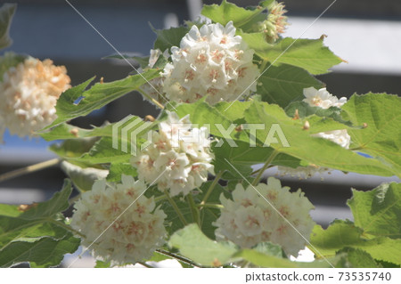 Donbeya大船花中心 73535740