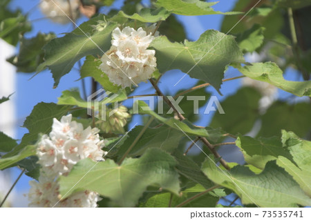 Donbeya大船花中心 73535741