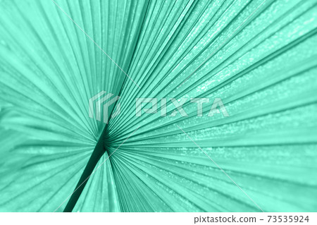 palm tree texture. Tropical leaves. Sun light 73535924