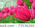 Pink tulip 73536260