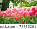 Tulip field 73536261
