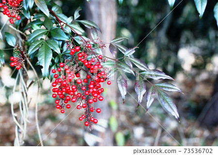 閃耀的紅色南天水果和樹葉 73536702