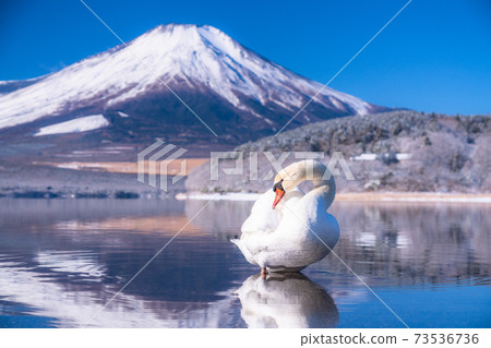 《Yamanashi Prefecture》 Mt. Fuji and Swan ・ Lake Yamanaka in winter 《Yamanashi Prefecture》 Mt. Fuji and Swan ・ Lake Yamanaka in winter 73536736