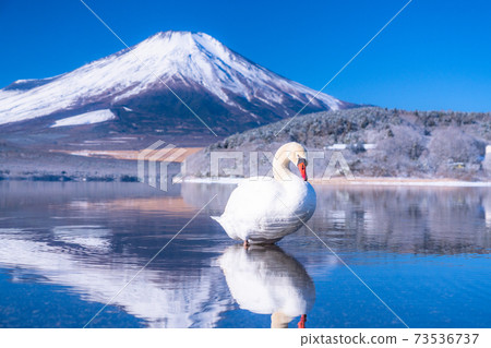 《Yamanashi Prefecture》 Mt. Fuji and Swan ・ Lake Yamanaka in winter 73536737