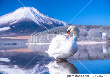 《Yamanashi Prefecture》 Mt. Fuji and Swan ・ Lake Yamanaka in winter 73536738