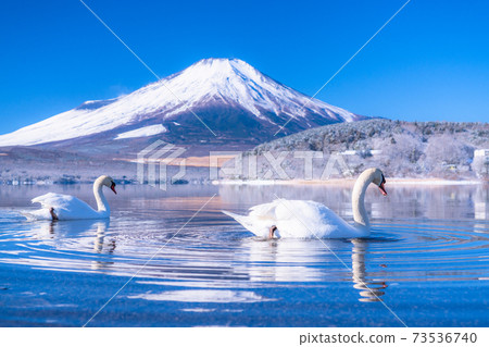 《山梨縣》冬季富士山和天鵝/山中湖 73536740