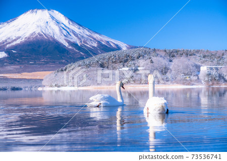 《山梨縣》冬季富士山和天鵝/山中湖 73536741