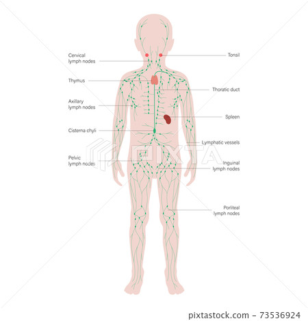 Lymphatic System Concept 73536924