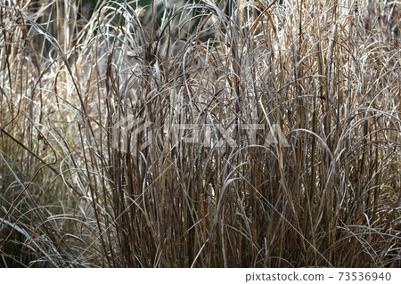 Kaya in winter Kaya in winter 73536940