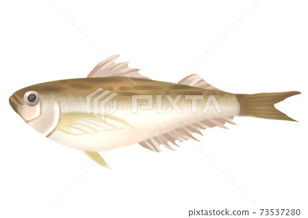 雷魚 雷魚 73537280