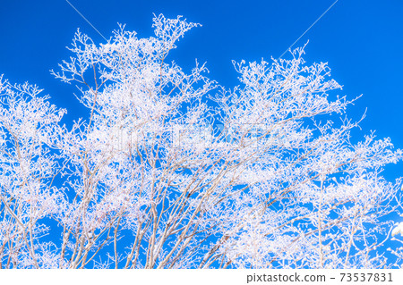 Hoarfrost, winter image Hoarfrost, winter image 73537831