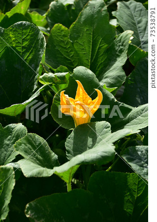 南瓜黃色的花 南瓜黃色的花 73538791