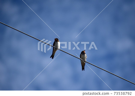 Swallows lined up on electric wires Swallows lined up on electric wires 73538792