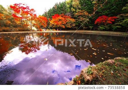 Benizakura Park burning in late autumn Benizakura Park burning in late autumn 73538858