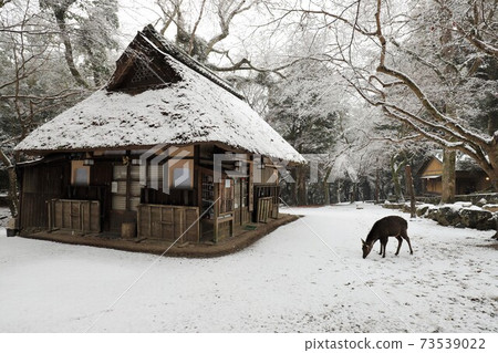 Snow scene in Nara Park 73539022