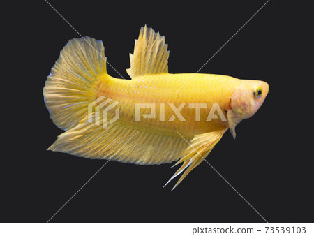 Betta Super Yellow Plakat HMPK Male or Plakat Fighting Fish Splendens On Black Background. Betta Super Yellow Plakat HMPK Male or Plakat Fighting Fish Splendens On Black Background. 73539103