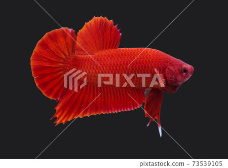 Betta Super Red Plakat HMPK Male or Plakat Fighting Fish Splendens ON Black Background.. Betta Super Red Plakat HMPK Male or Plakat Fighting Fish Splendens ON Black Background.. 73539105