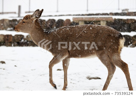 在奈良公園的雪景 在奈良公園的雪景 73539124
