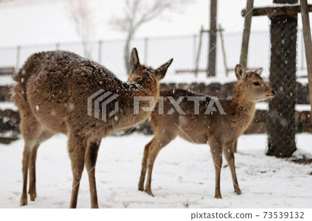 在奈良公園的雪景 在奈良公園的雪景 73539132