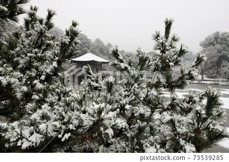 在奈良公園的雪景 在奈良公園的雪景 73539285