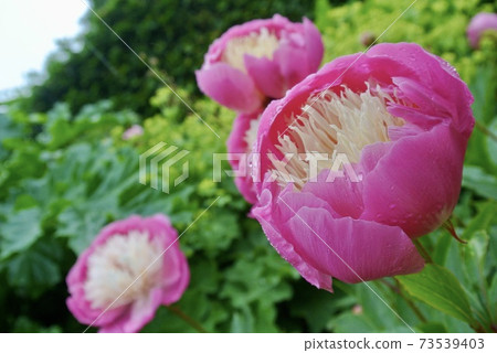 White peony root White peony root 73539403