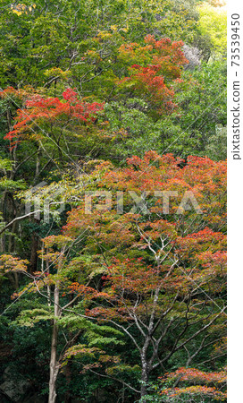 Autumn scenery, autumn leaves, mountain scenery 73539450