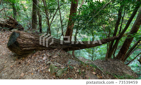 秋天的景色秋叶山景 图库照片