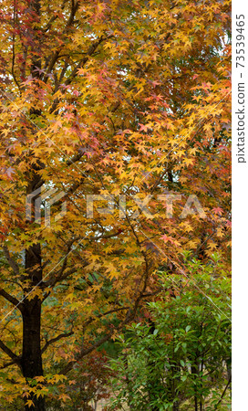 秋天的景色秋葉山景 73539465