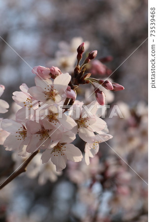 京都御苑的櫻花 73539468